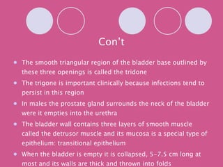Con’t The smooth triangular region of the bladder base outlined by these three openings is called the tridone The trigone is important clinically because infections tend to persist in this region In males the prostate gland surrounds the neck of the bladder were it empties into the urethra The bladder wall contains three layers of smooth muscle called the detrusor muscle and its mucosa is a special type of epithelium: transitional epithelium  When the bladder is empty it is collapsed, 5-7.5 cm long at most and its walls are thick and thrown into folds 
