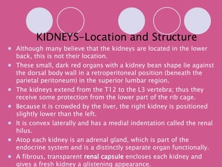 KIDNEYS-Location and Structure Although many believe that the kidneys are located in the lower back, this is not their location. These small, dark red organs with a kidney bean shape lie against the dorsal body wall in a retroperitoneal position (beneath the parietal peritoneum) in the superior lumbar region. The kidneys extend from the T12 to the L3 vertebra; thus they receive some protection from the lower part of the rib cage. Because it is crowded by the liver, the right kidney is positioned slightly lower than the left. It is convex laterally and has a medial indentation called the renal hilus. Atop each kidney is an adrenal gland, which is part of the endocrine system and is a distinctly separate organ functionally. A fibrous, transparent  renal capsule  encloses each kidney and gives a fresh kidney a glistening appearance. The adipose capsule, surrounds each kidney and helps hold it in place against the muscles of the trunk wall. 