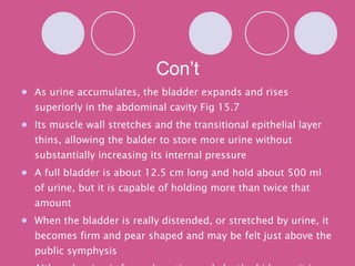 Con’t As urine accumulates, the bladder expands and rises superiorly in the abdominal cavity Fig 15.7 Its muscle wall stretches and the transitional epithelial layer thins, allowing the balder to store more urine without substantially increasing its internal pressure A full bladder is about 12.5 cm long and hold about 500 ml of urine, but it is capable of holding more than twice that amount When the bladder is really distended, or stretched by urine, it becomes firm and pear shaped and may be felt just above the public symphysis Although urine is formed continuously by the kidneys, it is usually stored in the bladder until its release is convenient 