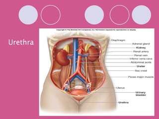 Urethra 