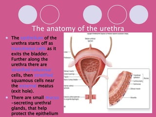 The anatomy of the urethra The  epithelium  of the urethra starts off as  transitional cells  as it exits the bladder. Further along the urethra there are  stratified columnar  cells, then  stratified  squamous  cells near the  external  meatus  (exit hole). There are small  mucus -secreting urethral glands, that help protect the epithelium from the corrosive urine 