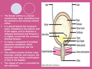 The female urethra is a narrow membranous canal, extending from the internal to the external urethral orifice.  It is placed behind the symphysis pubis, imbedded in the anterior wall of the vagina, and its direction is obliquely downward and forward; it is slightly curved with the concavity directed forward.  Its lining is composed of stratified squamous epithelium, which becomes transitional near the bladder.  The urethra consists of three coats: muscular, erectile, and mucous, the muscular layer being a continuation of that of the bladder. The release of urine is controlled by two sphincters. Internal urethral sphincter  External urethral sphincter 
