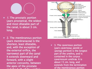 1.  The prostatic portion ( pars prostatica ), the widest and most dilatable part of the canal, is about 3 cm. long. 2. The membranous portion ( pars membranacea ) is the shortest, least dilatable, and, with the exception of the external orifice, the narrowest part of the canal It extends downward and forward, with a slight anterior concavity, between the apex of the prostate and the bulb of the urethra, perforating the urogenital diaphragm about 2.5 cm. below and behind the pubic symphysis.  3. The cavernous portion ( pars cavernosa; penile or spongy portion ) is the longest part of the urethra, and is contained in the corpus cavernosum urethræ. It is about 15 cm. long, and extends from the termination of the membranous portion to the external urethral orifice. 