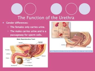 The Function of the Urethra Gender differences: The females only carries urine. The males carries urine and is a passageway for sperm cells. 