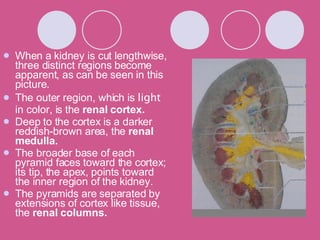 When a kidney is cut lengthwise, three distinct regions become apparent, as can be seen in this picture. The outer region, which is  light  in color, is the  renal cortex. Deep to the cortex is a darker reddish-brown area, the  renal medulla. The broader base of each pyramid faces toward the cortex; its tip, the apex, points toward the inner region of the kidney.  The pyramids are separated by extensions of cortex like tissue, the  renal columns. 