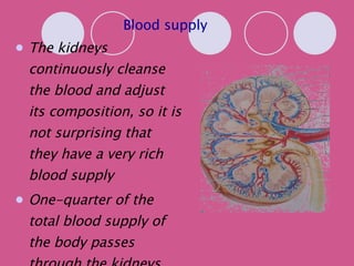 Blood supply The kidneys continuously cleanse the blood and adjust its composition, so it is not surprising that they have a very rich blood supply One-quarter of the total blood supply of the body passes through the kidneys each minute. 