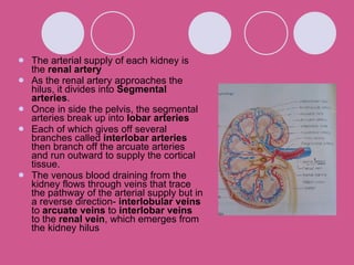 The arterial supply of each kidney is the  renal artery As the renal artery approaches the hilus, it divides into  Segmental arteries . Once in side the pelvis, the segmental arteries break up into  lobar arteries Each of which gives off several branches called  interlobar arteries  then branch off the arcuate arteries and run outward to supply the cortical tissue. The venous blood draining from the kidney flows through veins that trace the pathway of the arterial supply but in a reverse direction-  interlobular veins  to  arcuate veins  to  interlobar veins  to the  renal vein , which emerges from the kidney hilus 