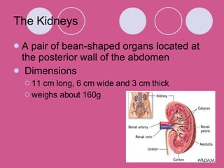 The Kidneys A pair of bean-shaped organs located at the posterior wall of the abdomen Dimensions 11 cm long, 6 cm wide and 3 cm thick weighs about 160g 