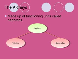 The Kidneys Made up of functioning units called nephrons Nephron Glomerulus Tubules 