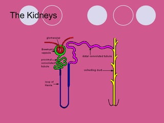 The Kidneys 