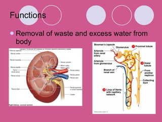 Functions Removal of waste and excess water from body 