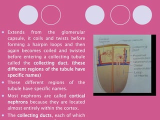 Extends from the glomerular capsule, it coils and twists before forming a hairpin loops and then again becomes coiled and twisted before entering a collecting tubule called the  collecting duct. (these different regions of the tubule have specific names) These different regions of the tubule have specific names. Most nephrons are called  cortical nephrons  because they are located almost entirely within the cortex. The  collecting ducts , each of which receives urine from many nephrons, run downward through the medullary pyramids, giving them their striped appearance. 