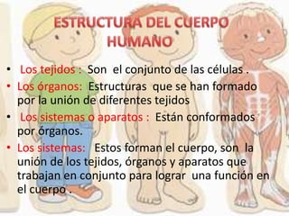 • Los tejidos : Son el conjunto de las células .
• Los órganos: Estructuras que se han formado
por la unión de diferentes tejidos
• Los sistemas o aparatos : Están conformados
por órganos.
• Los sistemas: Estos forman el cuerpo, son la
unión de los tejidos, órganos y aparatos que
trabajan en conjunto para lograr una función en
el cuerpo .
 