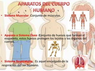 • Sistema Muscular :Conjunto de músculos.
• Aparato o Sistema Óseo :Conjunto de huesos que forman el
esqueleto, estos huesos protegen los tejidos y los órganos del
cuerpo.
• Sistema Respiratorio : Es aquel encargado de la
respiración del ser humano.
 
