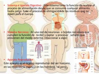• Sistema o aparato Digestivo : Este sistema tiene la función de realizar el
proceso de alimentación desde que se consume cualquier alimento
hasta como hace el proceso de eliminación de los residuos que no
sirven para el cuerpo.
• Sistema Nervioso : Es una red de neuronas o tejidos nerviosos que
cumplen la función de recibir y captar y procesar señales que
provienen del medio externo. (reaccionar a algo)
• Aparato Reproductor
Este aparato es el órgano reproductor del ser humano,
en las mujeres: la vagina y en los hombres : el pene.
 