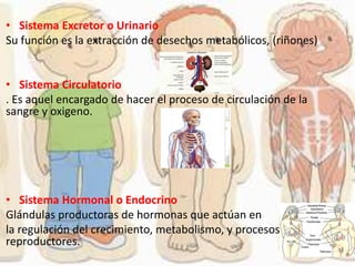 • Sistema Excretor o Urinario
Su función es la extracción de desechos metabólicos, (riñones)
• Sistema Circulatorio
. Es aquel encargado de hacer el proceso de circulación de la
sangre y oxigeno.
• Sistema Hormonal o Endocrino
Glándulas productoras de hormonas que actúan en
la regulación del crecimiento, metabolismo, y procesos
reproductores.
 