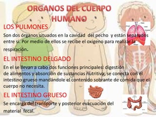 LOS PULMONES
Son dos órganos situados en la cavidad del pecho y están separados
entre si. Por medio de ellos se recibe el oxigeno para realizar la
respiración.
EL INTESTINO DELGADO
En el se llevan a cabo dos funciones principales: digestión
de alimentos y absorción de sustancias nutritiva, se conecta con el
intestino grueso mandándole el contenido sobrante de comida que el
cuerpo no necesita.
EL INTESTINO GRUESO
Se encarga del transporte y posterior evacuación del
material fecal.
 