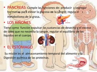 • PÁNCREAS: Cumple las funciones de: producir y segregar
hormonas para elevar la glucosa en la sangre; regula el
metabolismo de la grasa.
• LOS RIÑONES
Tiene como función expulsar las sustancias de desecho y el exceso
de sales que no necesita la sangre, regular el equilibrio de los
líquidos en el cuerpo.
• EL ESTÓMAGO
Su misión es el almacenamiento temporal del alimento y la
Digestión química de las proteínas.
 