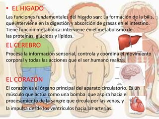 • EL HIGADO
Las funciones fundamentales del hígado son: La formación de la bilis,
que interviene en la digestión y absorción de grasas en el intestino.
Tiene función metabólica: interviene en el metabolismo de
las proteínas, glúcidos y lípidos.
EL CEREBRO
Procesa la información sensorial, controla y coordina el movimiento
corporal y todas las acciones que el ser humano realiza.
EL CORAZÓN
El corazón es el órgano principal del aparato circulatorio. Es un
músculo que actúa como una bomba que aspira hacia el
procesamiento de la sangre que circula por las venas, y
la impulsa desde los ventrículos hacia las arterias.
 