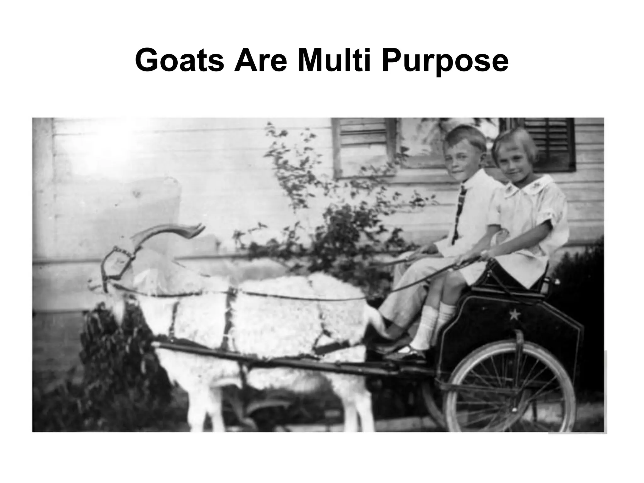 Goats Are Multi Purpose
 