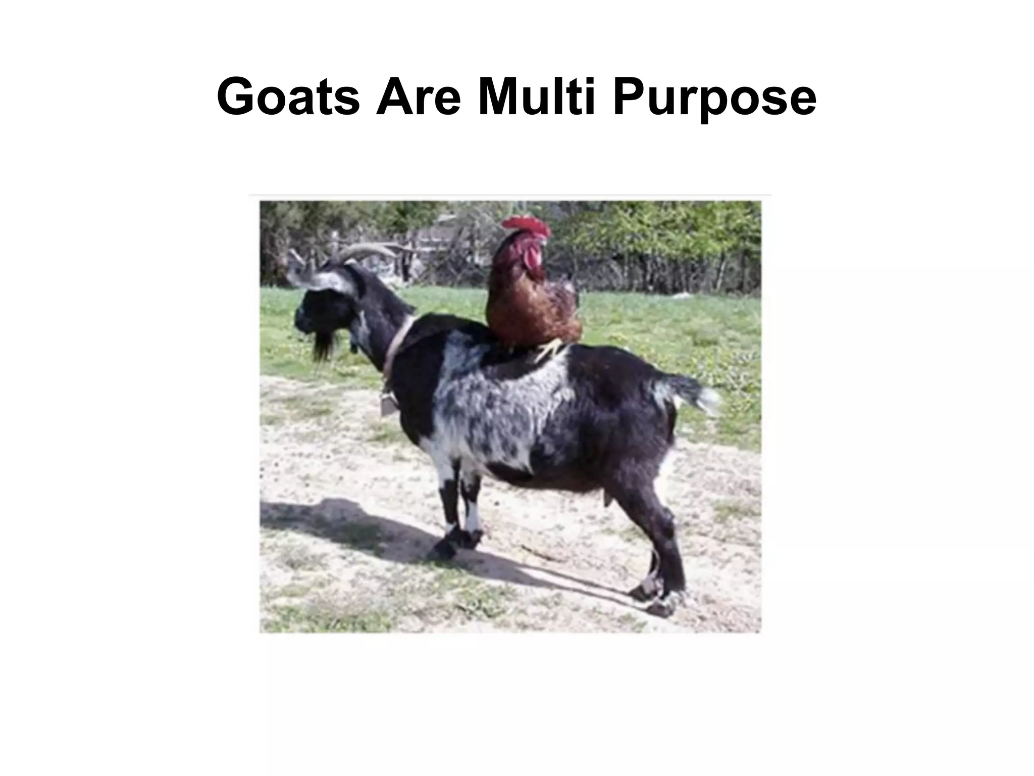 Goats Are Multi Purpose
 