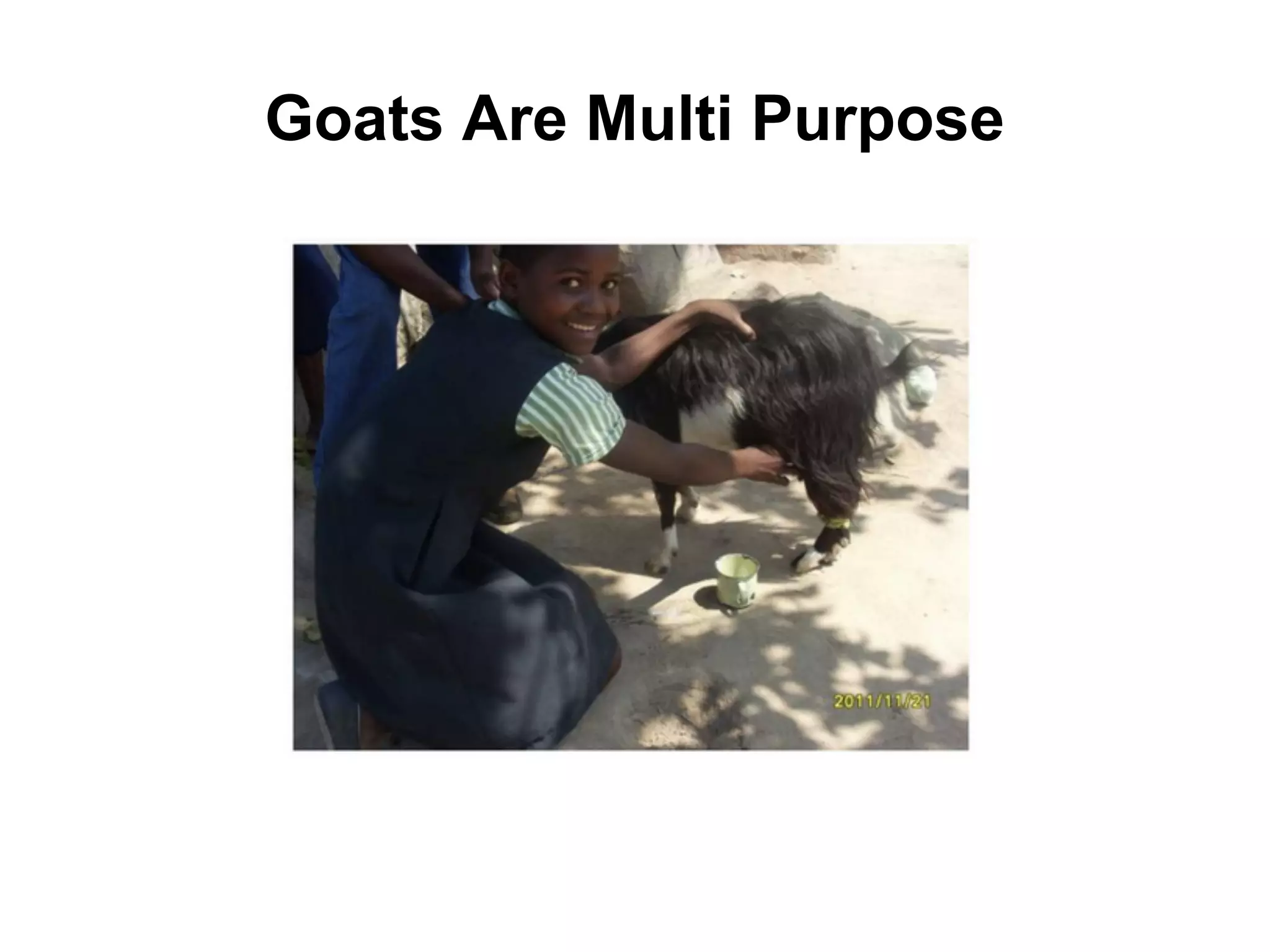 Goats Are Multi Purpose
 