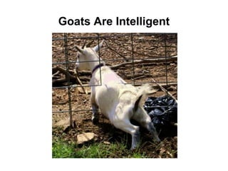 Goats Are Intelligent
 