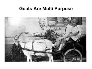 Goats Are Multi Purpose
 