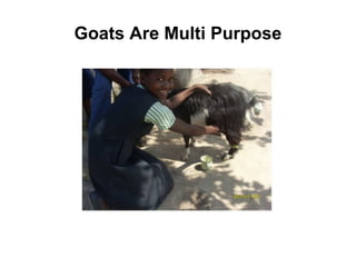 Goats Are Multi Purpose
 