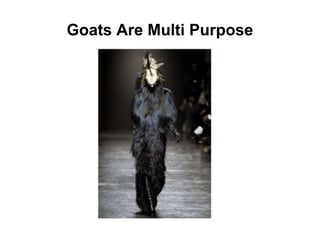Goats Are Multi Purpose
 