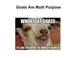 Goats Are Multi Purpose
 