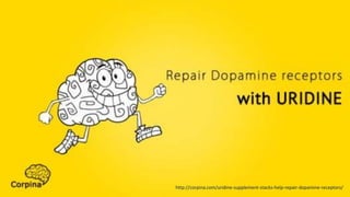 http://corpina.com/uridine-supplement-stacks-help-repair-dopamine-receptors/http://corpina.com/uridine-supplement-stacks-help-repair-dopamine-receptors/
 