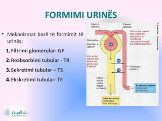 Urina dhe mekanizmi kunër-rrymë | PPT