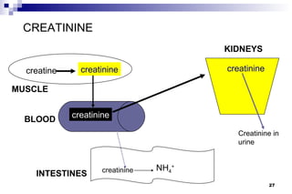 CREATININE
                                         KIDNEYS

  creatine     creatinine                creatinine

MUSCLE

             creatinine
  BLOOD
                                           Creatinine in
                                           urine


                     creatinine   NH4+
    INTESTINES
                                                      27
 
