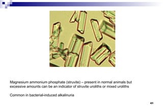 Magnesium ammonium phosphate (struvite) – present in normal animals but
excessive amounts can be an indicator of struvite uroliths or mixed uroliths

Common in bacterial-induced alkalinuria

                                                                               41
 