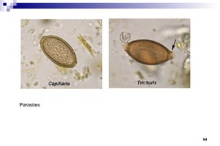 Parasites




            54
 