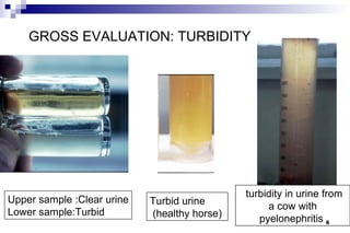 GROSS EVALUATION: TURBIDITY




                                              turbidity in urine from
Upper sample :Clear urine   Turbid urine           a cow with
Lower sample:Turbid         (healthy horse)      pyelonephritis 6
 
