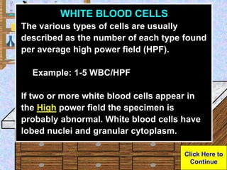 Urinalysis lab powerpoint.ppt