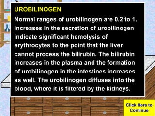 Urine Sample
UROBILINOGEN
Normal ranges of urobilinogen are 0.2 to 1.
Increases in the secretion of urobilinogen
indicate ...