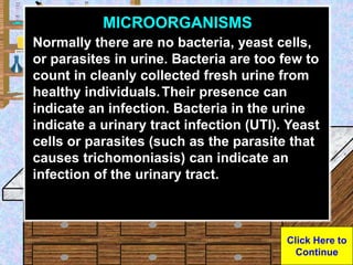 Urine Sample
MICROORGANISMS
Normally there are no bacteria, yeast cells,
or parasites in urine. Bacteria are too few to
co...