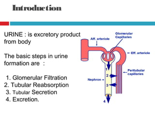 Introduction
URINE : is excretory product
from body
The basic steps in urine
formation are :
1. Glomerular Filtration
2. Tubular Reabsorption
3. Tubular Secretion
4. Excretion.
 