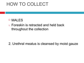 HOW TO COLLECT
 MALES
1. Foreskin is retracted and held back
throughout the collection
2. Urethral meatus is cleansed by moist gauze
 
