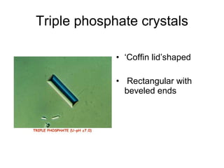Triple phosphate crystals ‘ Coffin lid’shaped Rectangular with beveled ends 