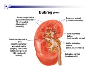 Bubreg (ren)
Bubrežne piramide
(pyramides renales)
10-18 renalnih
(Malpigijevih
piramida)
Bubrežni stubici
(columnae renales)
Male bubrežne
čašice
(calix renalis minor)
Bubrežne bradavice
(7-8)
(papillae renales)
Vrhovi piramida
(papile) sadrže tzv.
rešetkasto polje sa
10-20 papilarnih
otvora)
Velike bubrežne
čašice
(calix renalis major)
Bubrežna karlica
(pelvis renalis)
 