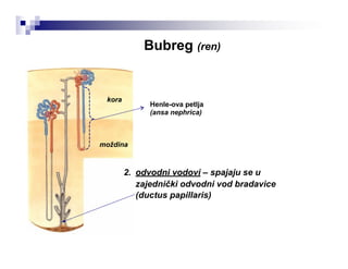Bubreg (ren)
kora
Henle-ova petlja
(ansa nephrica)
moždina
2. odvodni vodovi – spajaju se u
zajednički odvodni vod bradavice
(ductus papillaris)
 