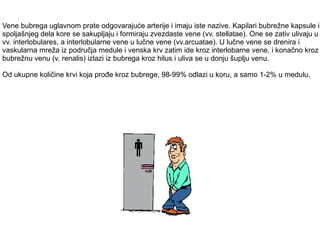 Vene bubrega uglavnom prate odgovarajuće arterije i imaju iste nazive. Kapilari bubrežne kapsule i
spoljašnjeg dela kore se sakupljaju i formiraju zvezdaste vene (vv. stellatae). One se zativ ulivaju u
vv. interlobulares, a interlobularne vene u lučne vene (vv.arcuatae). U lučne vene se drenira i
vaskularna mreža iz područja medule i venska krv zatim ide kroz interlobarne vene, i konačno kroz
bubrežnu venu (v. renalis) izlazi iz bubrega kroz hilus i uliva se u donju šuplju venu.
Od ukupne količine krvi koja prođe kroz bubrege, 98-99% odlazi u koru, a samo 1-2% u medulu.
 