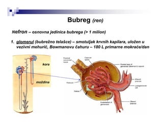 Bubreg (ren)
Nefron – osnovna jedinica bubrega (> 1 milion)
1. glomerul (bubrežno telašce) – smotuljak krvnih kapilara, uložen u
vezivni mehurić, Bowmanovu čahuru – 180 L primarne mokraće/dan
kora
moždina
 