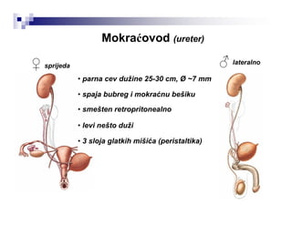 Mokraćovod (ureter)
♂♀ sprijeda
lateralno
• parna cev dužine 25-30 cm, Ø ~7 mm
• spaja bubreg i mokraćnu bešiku
• smešten retropritonealno
• levi nešto duži
• 3 sloja glatkih mišića (peristaltika)
 