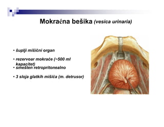 Mokraćna bešika (vesica urinaria)
• šuplji mišićni organ
• rezervoar mokraće (~500 ml
kapacitet)
• smešten retropritonealno
• 3 sloja glatkih mišića (m. detrusor)
 