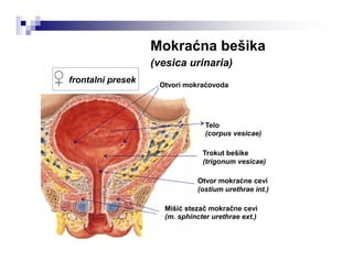 Mokraćna bešika
(vesica urinaria)
Otvori mokraćovoda
Telo
(corpus vesicae)
Trokut bešike
(trigonum vesicae)
Otvor mokraćne cevi
(ostium urethrae int.)
Mišić stezač mokračne cevi
(m. sphincter urethrae ext.)
♀ frontalni presek
 